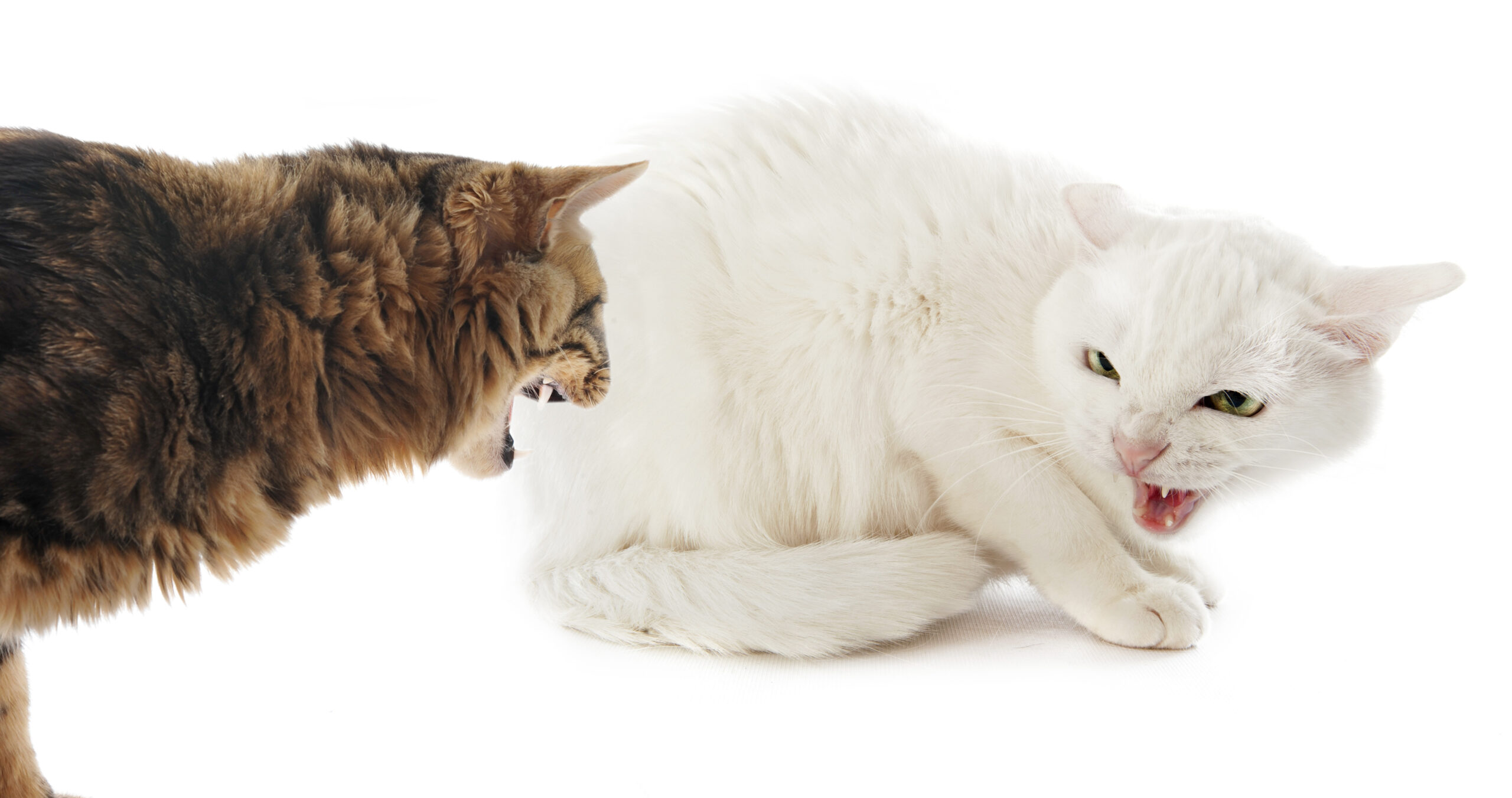 Aggression zwischen Katzen